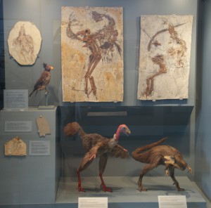 Vogelfossilien und ihre Modelle, Museum Schloß Eichstätt