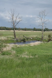 Alte Oder - Teich, Am Oderdamm bei Bleyen, 17.05.2015