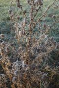 Bereifte Disteln / Frosted Thistles, Dahmsdorf, Foto: E. Hartwig, 29.12.2024_026