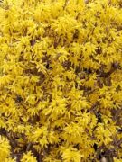 Forsythie / Forsythia, Peter-Vischer-Str., Berlin-Friedenau
