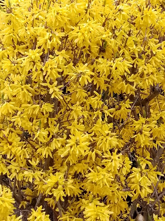 Forsythie / Forsythia, Peter-Vischer-Str., Berlin-Friedenau